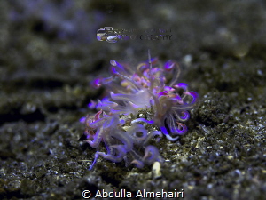 Macro by Abdulla Almehairi 